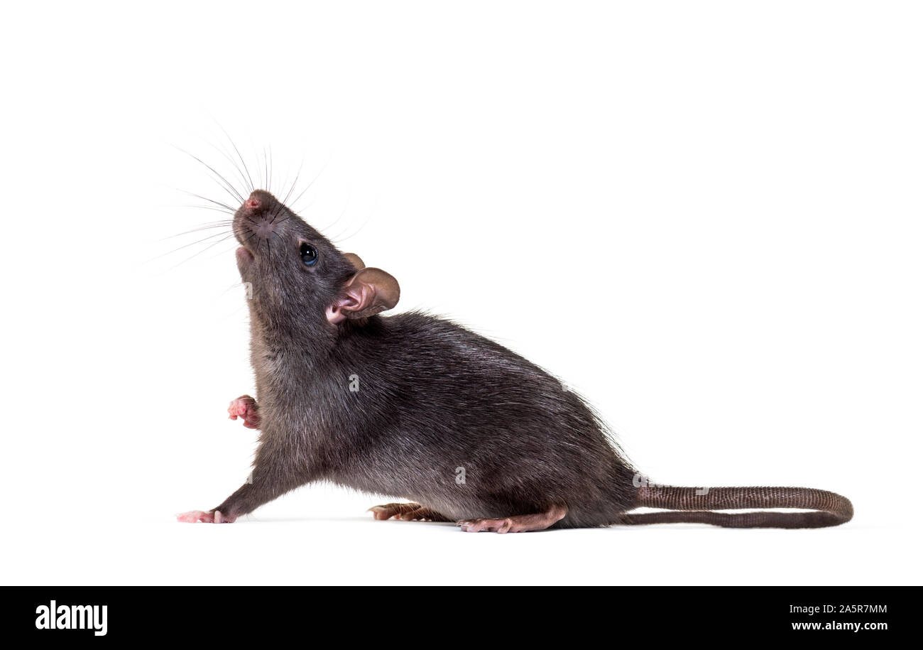 Black rat, Rattus rattus, in front of white background Stock Photo