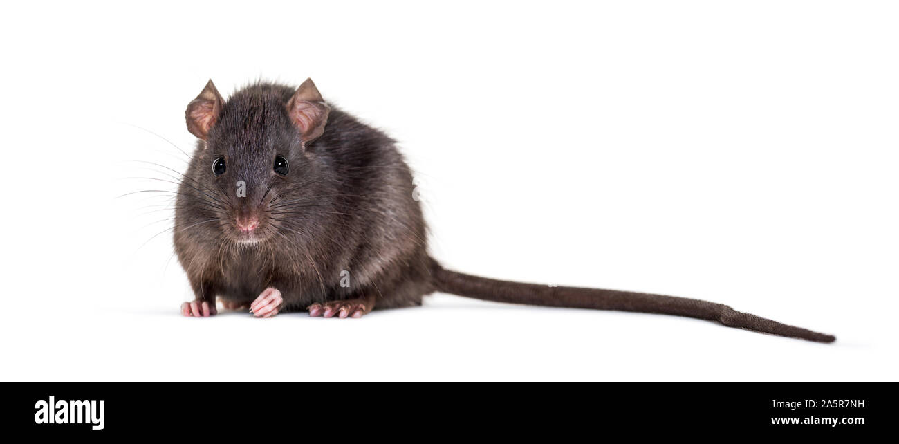 Rattus Rattus чёрная крыса. Черная Корабельная крыса. Черная крыса на белом фоне. Черная крыса и серая крыса. Вытеснение черной крысы серой крысой