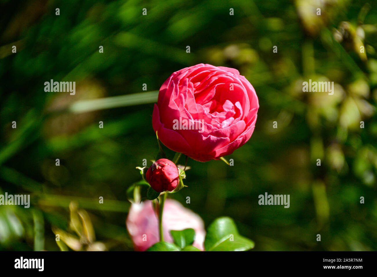 Blumen mit Bienen / Garten / Schlossgarten im Schloss Filseck in Uhingen/Göppingen Stock Photo