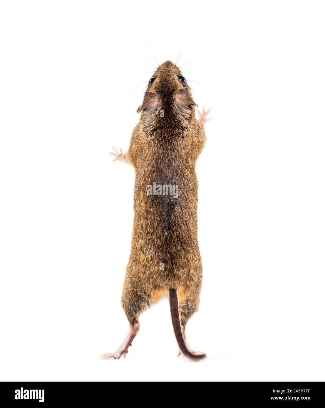 Eurasian mouse, Apodemus species, on hind legs in front of white