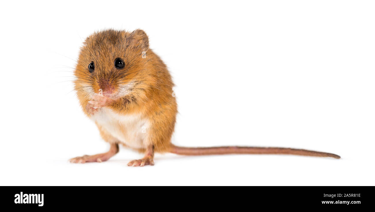 Eurasian harvest mouse, Micromys minutus, grooming in front of white background Stock Photo