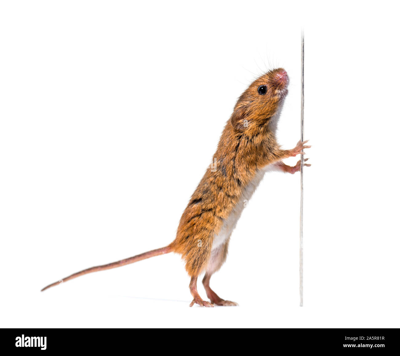 Eurasian harvest mouse, Micromys minutus, looking up in front of white background Stock Photo