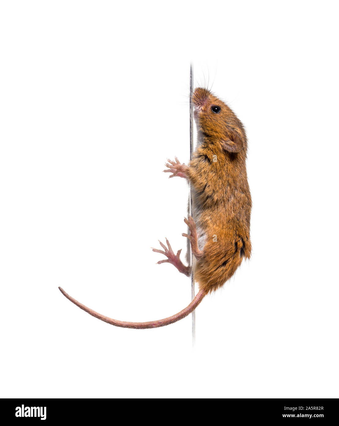 Eurasian harvest mouse, Micromys minutus, climbing in front of white background Stock Photo