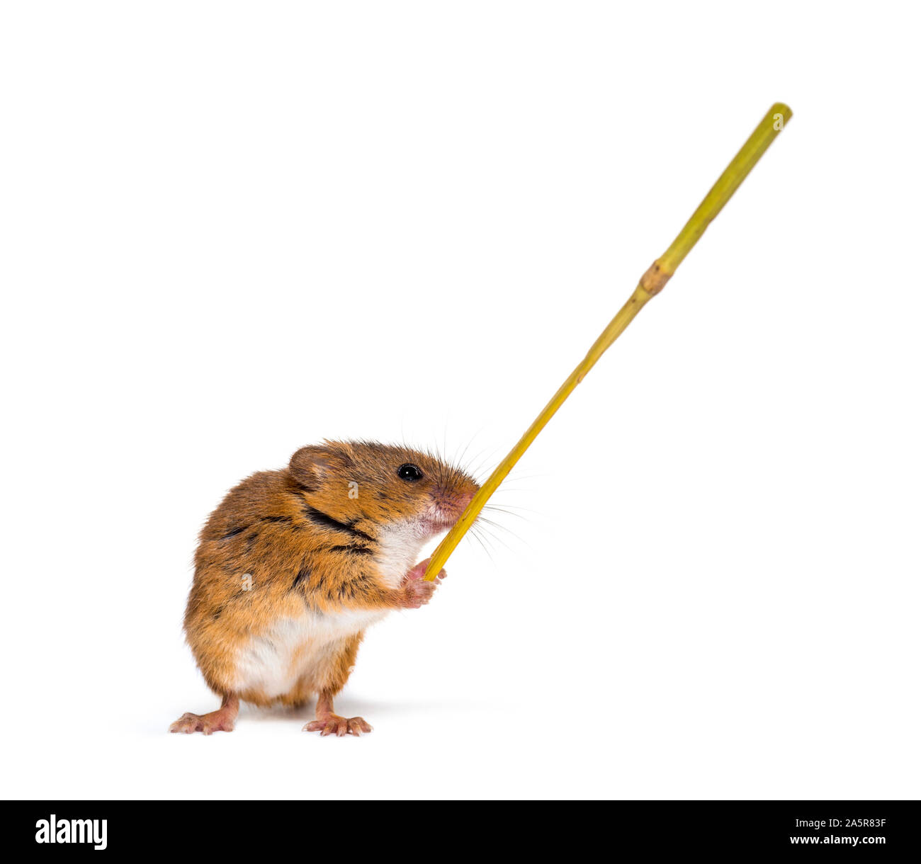 Eurasian harvest mouse, Micromys minutus, holding twig in front of white background Stock Photo