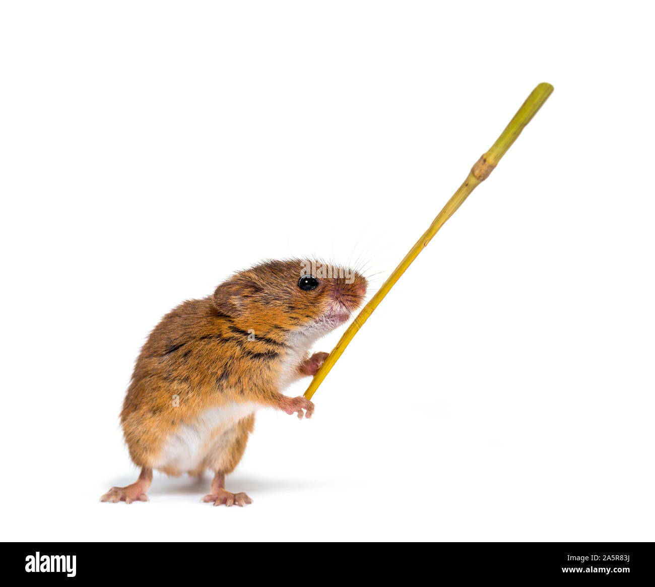 Eurasian harvest mouse, Micromys minutus, holding twig in front of white background Stock Photo