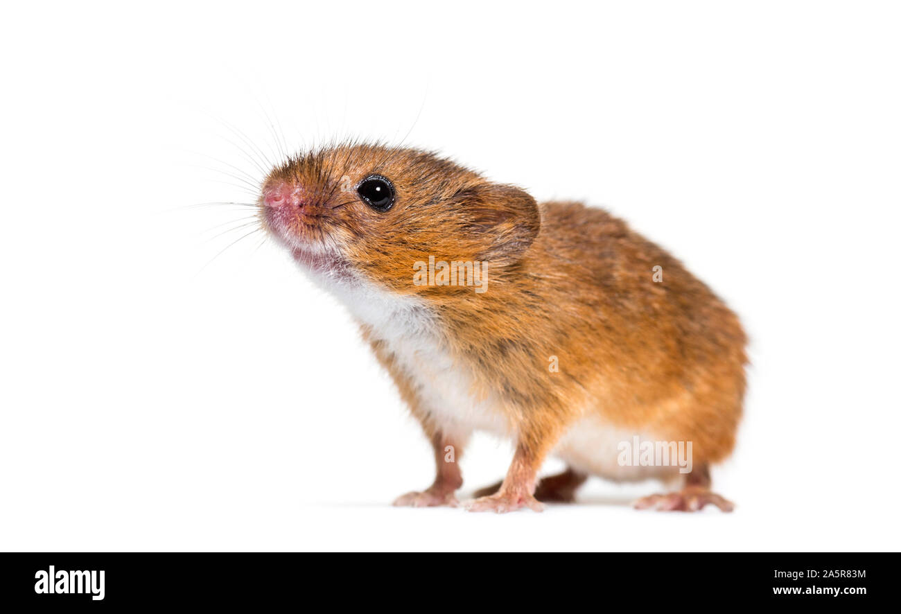 Eurasian harvest mouse, Micromys minutus, in front of white background Stock Photo