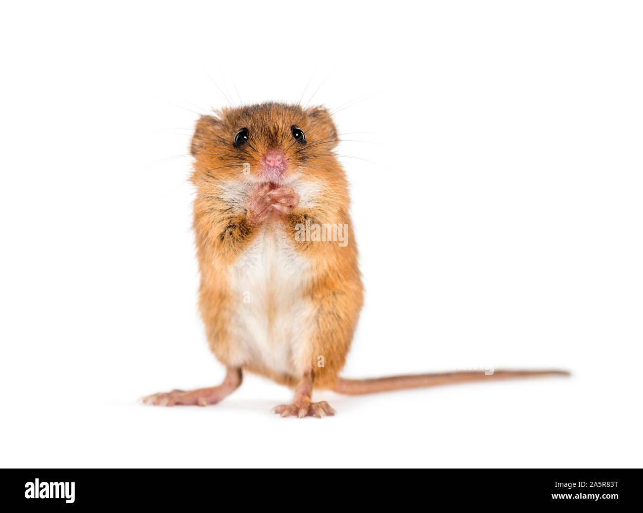Eurasian harvest mouse, Micromys minutus, grooming in front of white background Stock Photo