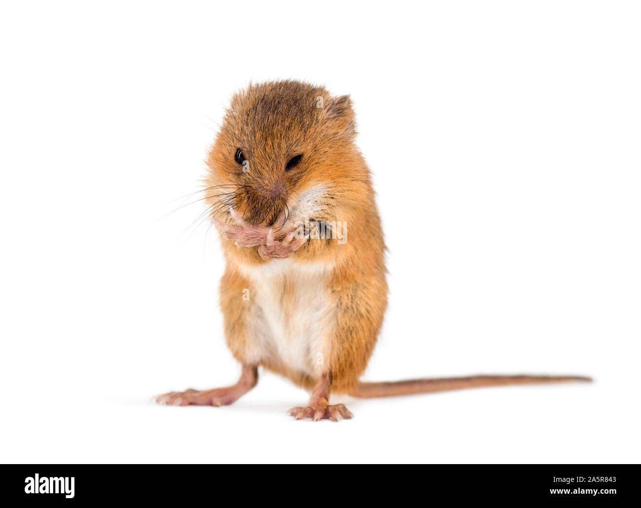 Eurasian harvest mouse, Micromys minutus, grooming in front of white background Stock Photo