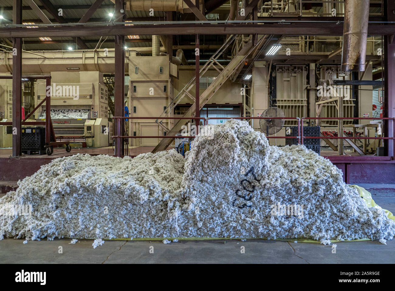 Freshly harvested cotton bolls are sorted and graded for export during autumn harvest at Pugh Farms plantation October 18, 2019 in Halls, Tennessee. Stock Photo