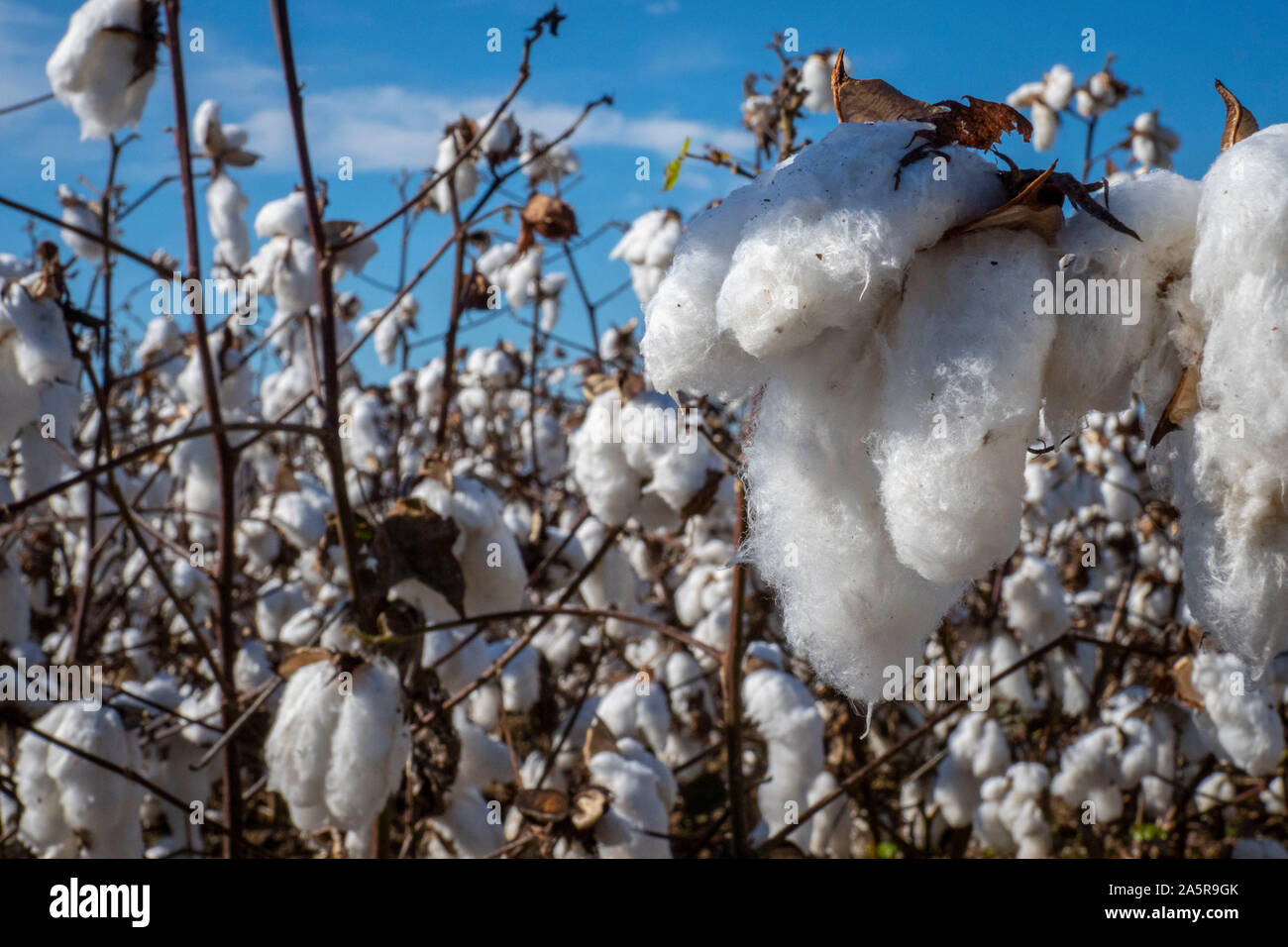Cotton ready for harvest in autumn at Pugh Farms plantation October 18, 2019 in Halls, Tennessee. Stock Photo