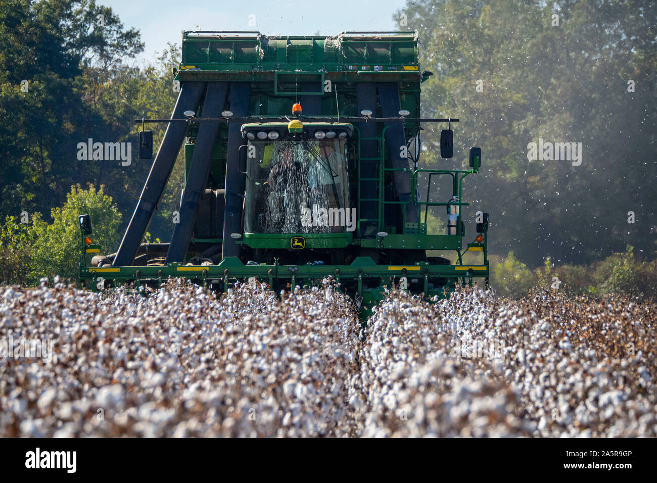 Cotton harvest in autumn at Pugh Farms plantation October 18, 2019 in Halls, Tennessee. Stock Photo