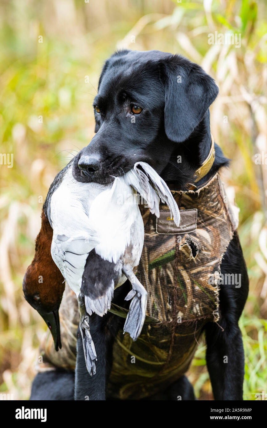 Black Lab Hunting High Resolution Stock Photography and Images - Alamy
