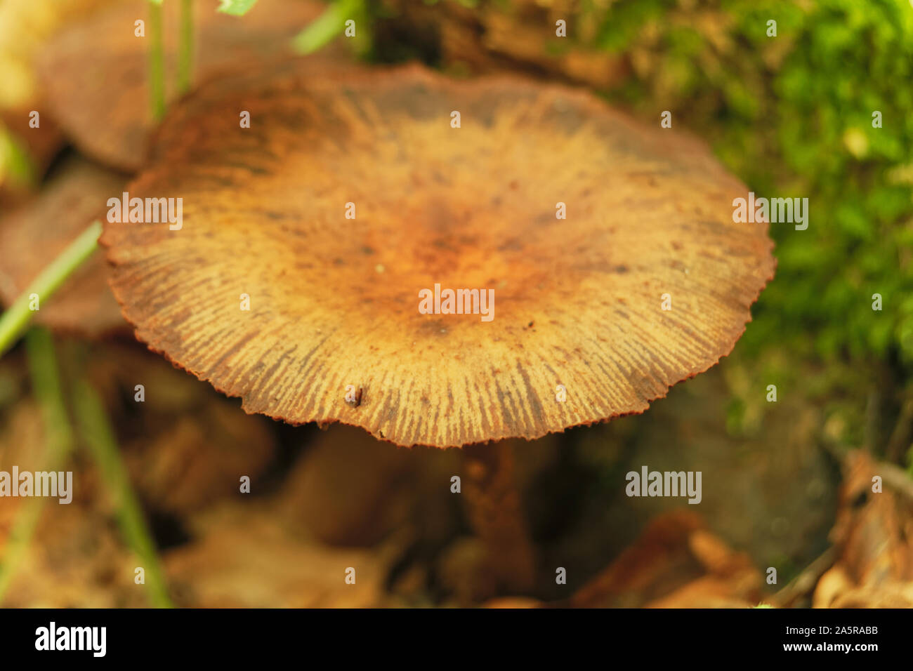 picture Conocybe Filaris Identification https www alamy com wild mushroom conocybe filaris fools conecap in the wild at polonezkoy in istanbul image330583327 html