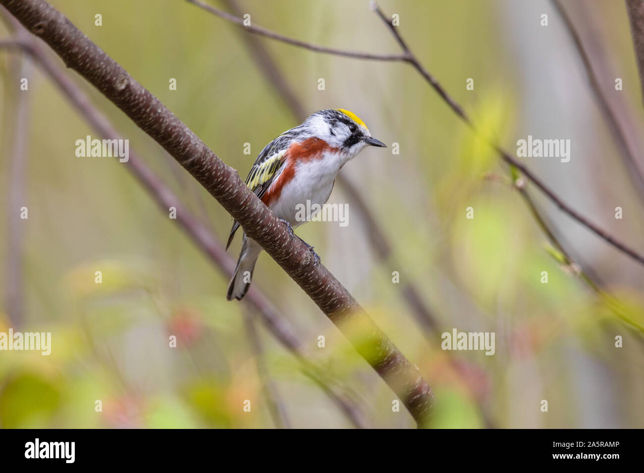 Male chestnut-sided warbler in northern Wisconsin. Stock Photo