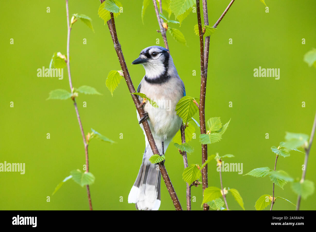 Blue jay perched in a speckled alder tree. Stock Photo