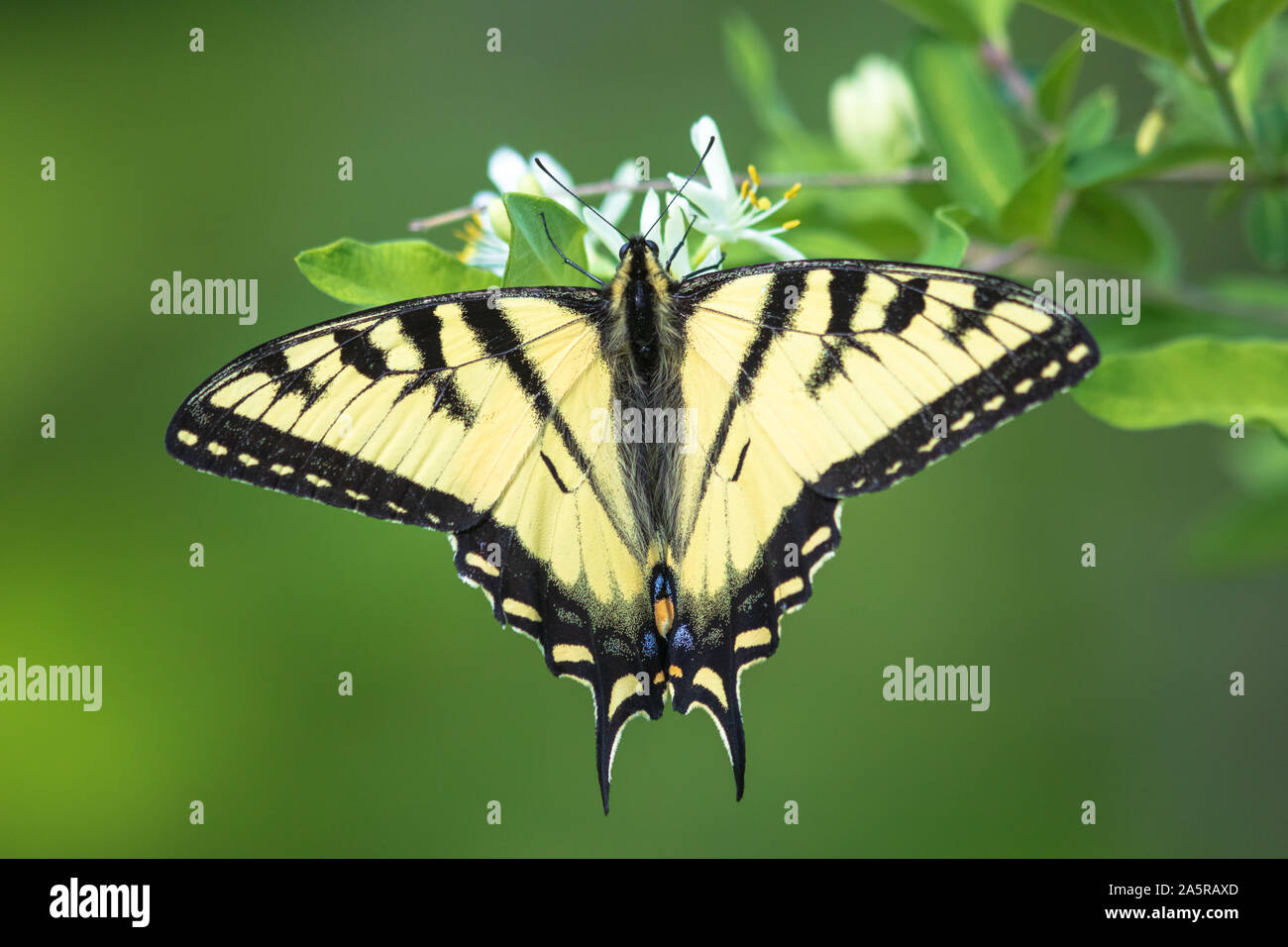 Eastern tiger swallowtail butterfly on a Morrow's honeysuckle bush. Stock Photo