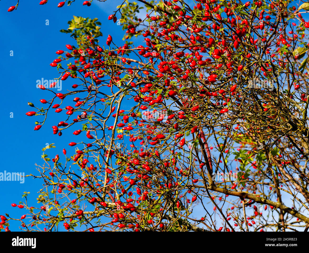 Bright red rose hips against a blue sky seen from below Stock Photo