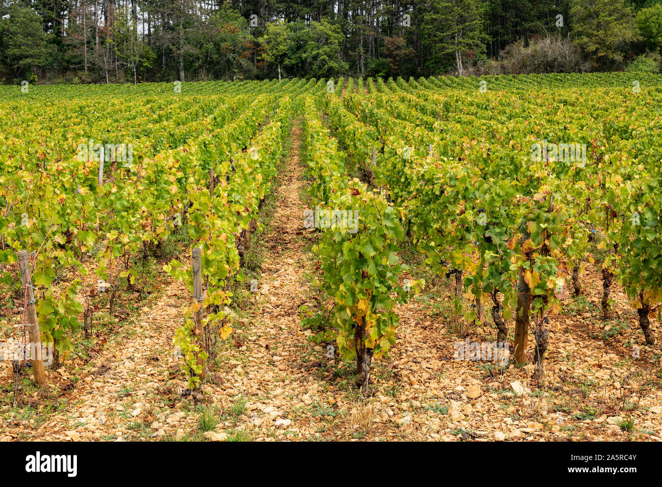 Autumn in the vineyards of Nuits Saint Georges, Burgundy, France. Stock Photo