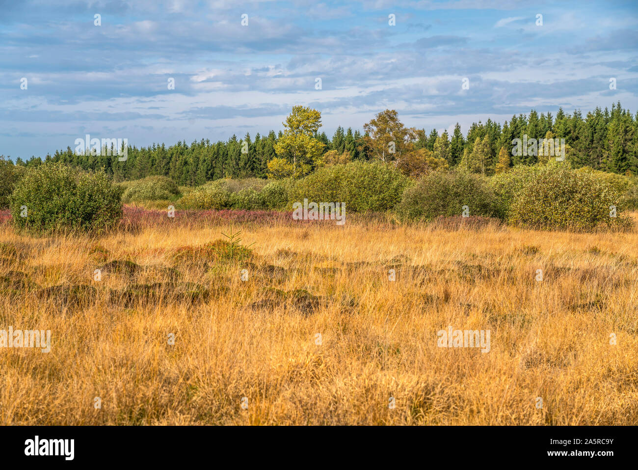 Landschaft im Naturpark Hohes Venn, Lüttich, Belgien | The High Fens ...