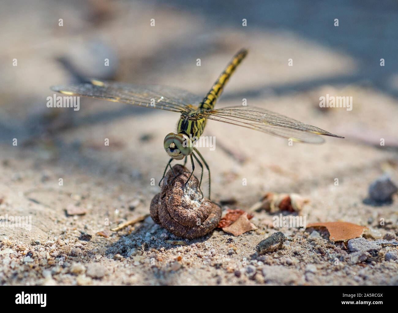 Closeup dragonfly thorax hi-res stock photography and images - Alamy