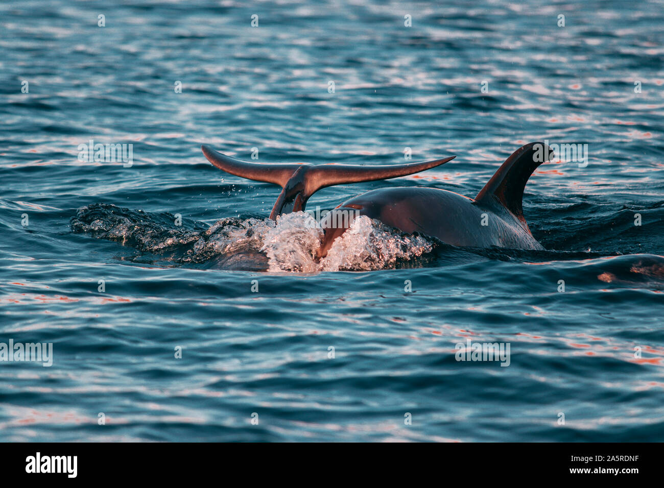 Dolphin breaching in the waters close to Isla Espiritu Santo, BCS. Stock Photo
