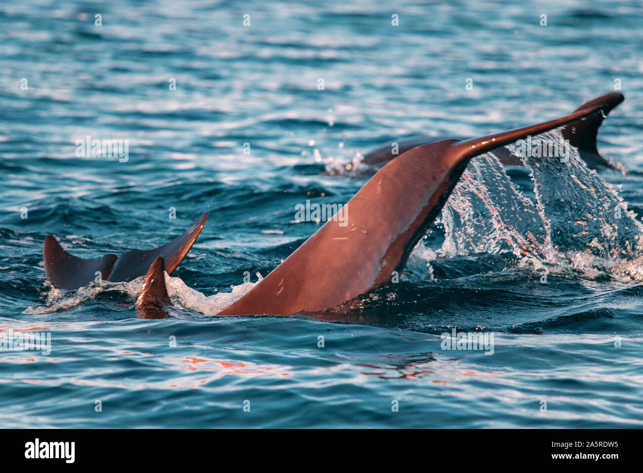 Dolphin shows of its battle scars in the Sea of Cortes. Stock Photo