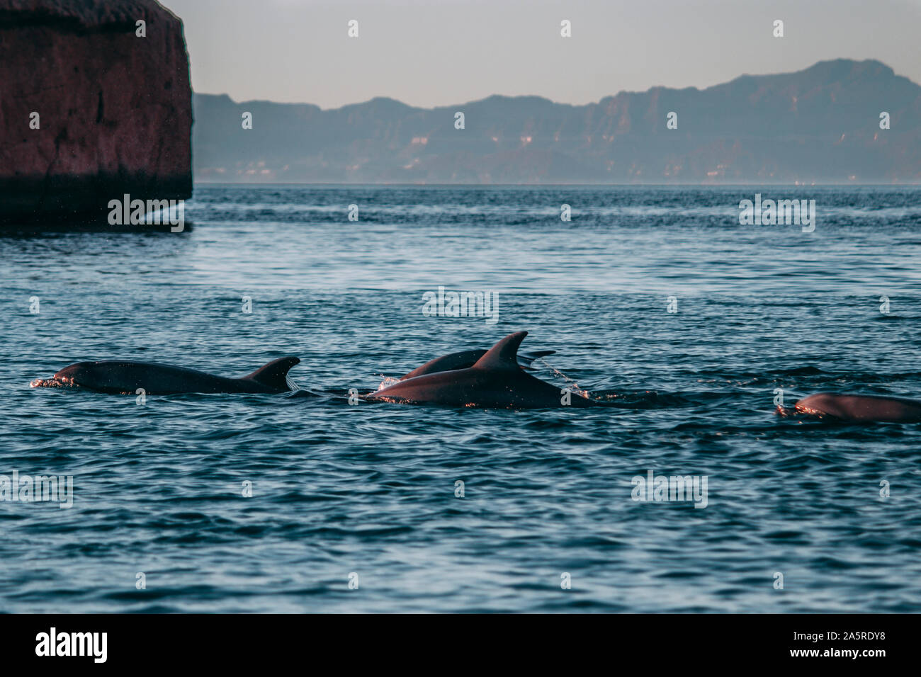 Dolphin pod breaches cheerfully near the coast of Isla Espiritu Santo, BCS. Stock Photo