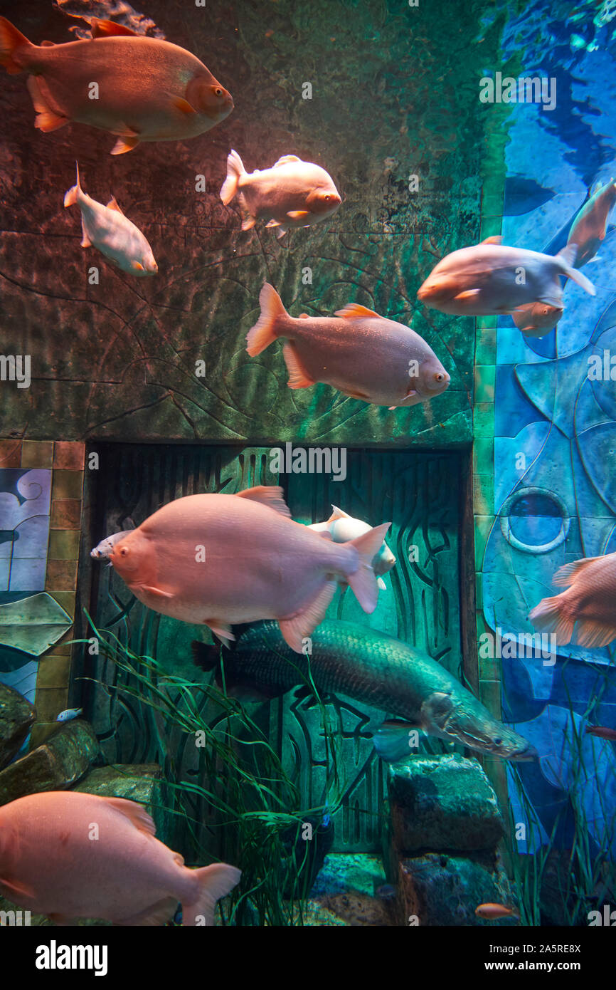 Aquarium and underwater Zoo at Atlantis Palm, Dubai, United Arab Emirates Stock Photo