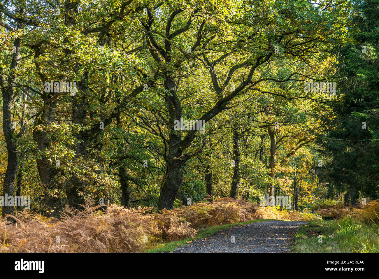 Wald und Farne im Naturpark Hohes Venn, Lttich, Belgien | High Fens nature  reserve forest with ferns, Liege, Belgium Stock Photo - Alamy