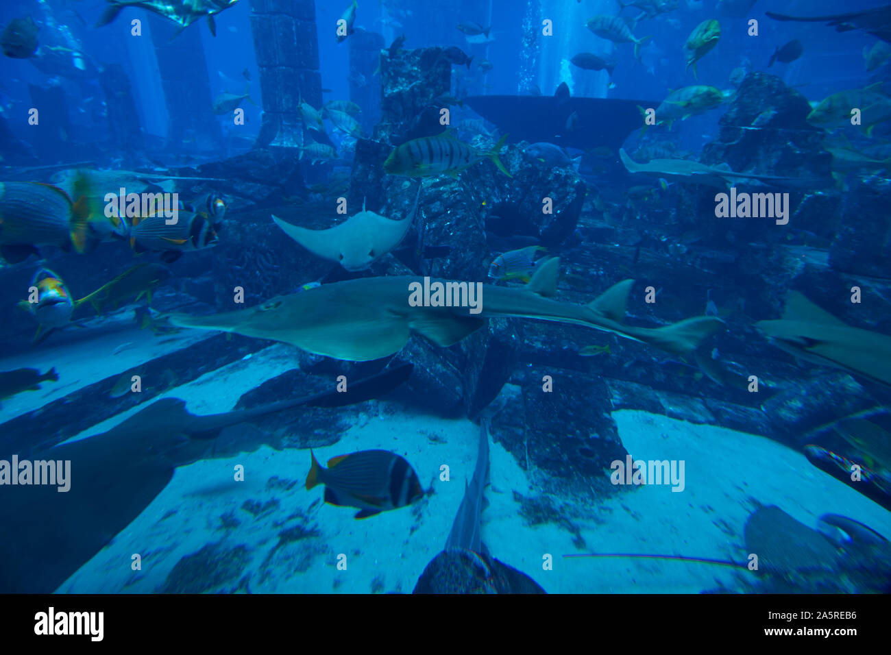 Aquarium and underwater Zoo at Atlantis Palm, Dubai, United Arab Emirates Stock Photo
