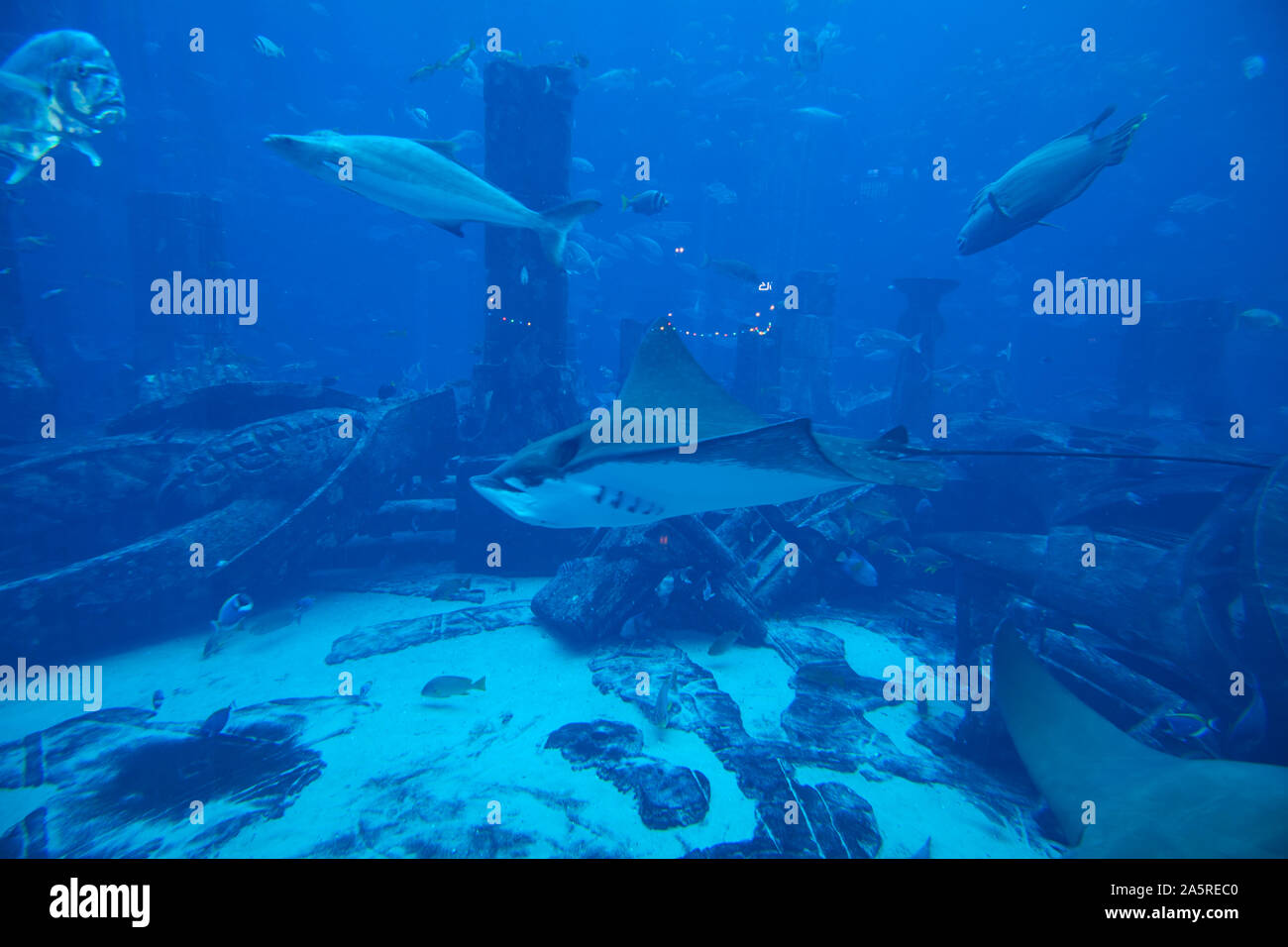 Underwater fish atlantis hires stock photography and images Alamy