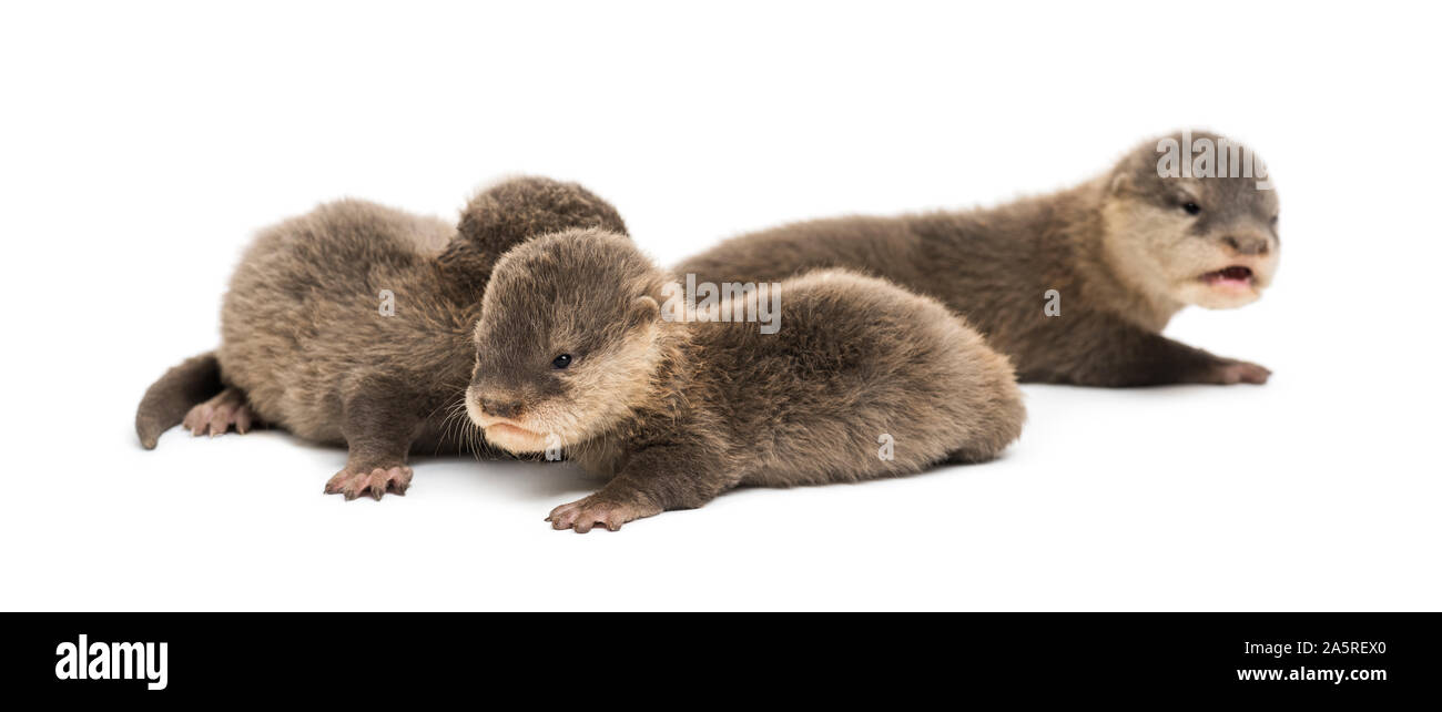Baby Asian small-clawed otters, Amblonyx cinerea, also known as the oriental small-clawed otters or simply small-clawed otters lying against white bac Stock Photo