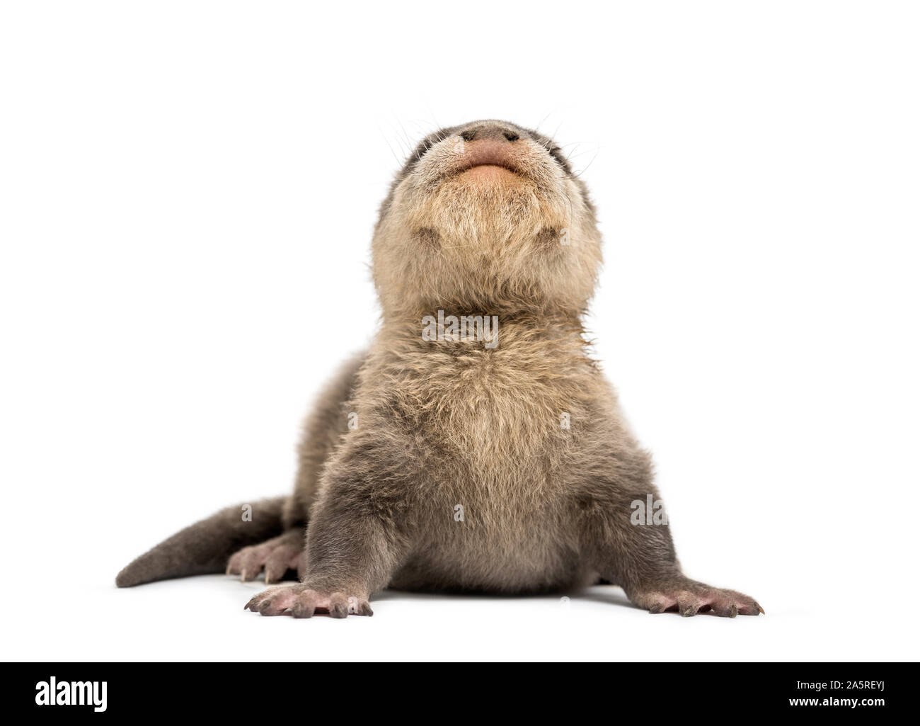Baby Asian small-clawed otter, Amblonyx cinerea, also known as the oriental small-clawed otter or simply small-clawed otter lying against white backgr Stock Photo