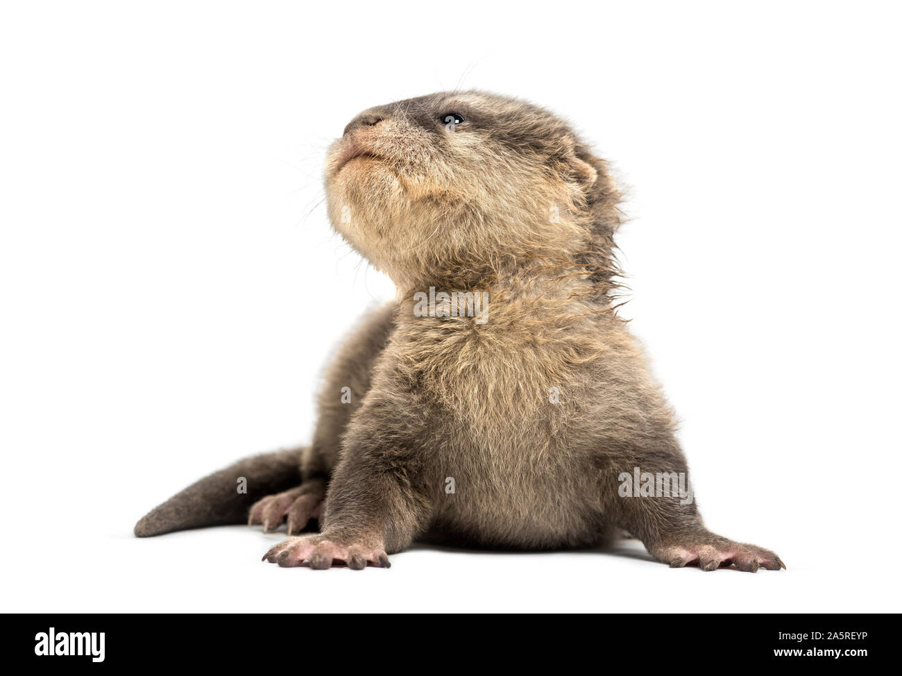 Baby Asian small-clawed otter, Amblonyx cinerea, also known as the oriental small-clawed otter or simply small-clawed otter lying against white backgr Stock Photo