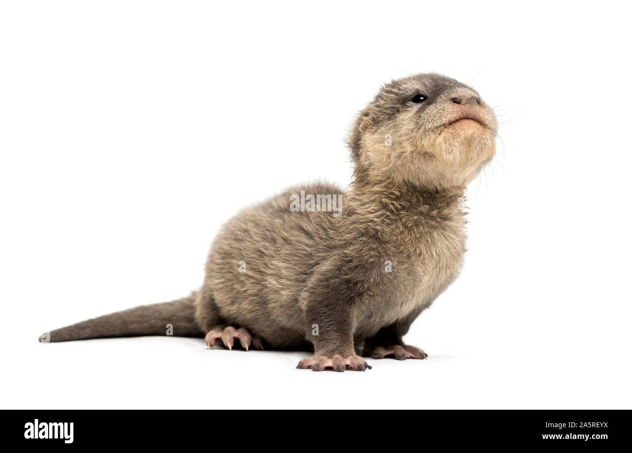 Baby Asian small-clawed otter, Amblonyx cinerea, also known as the