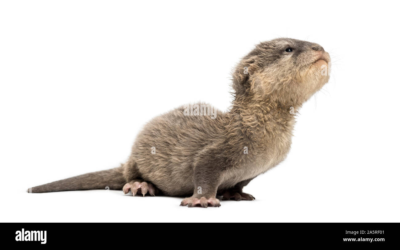 Baby Asian small-clawed otter, Amblonyx cinerea, also known as the oriental small-clawed otter or simply small-clawed otter lying against white backgr Stock Photo