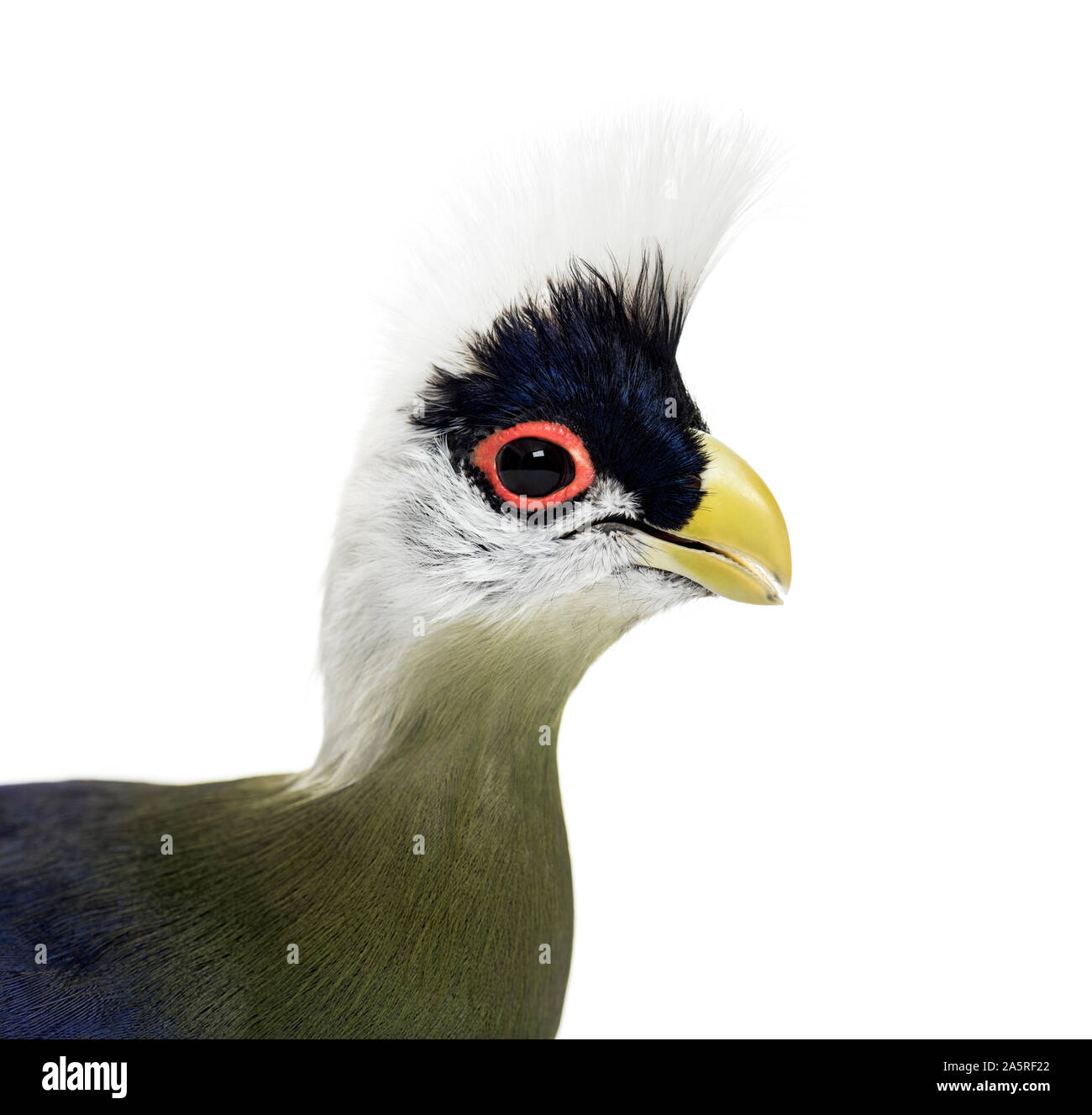 turaco wildbird