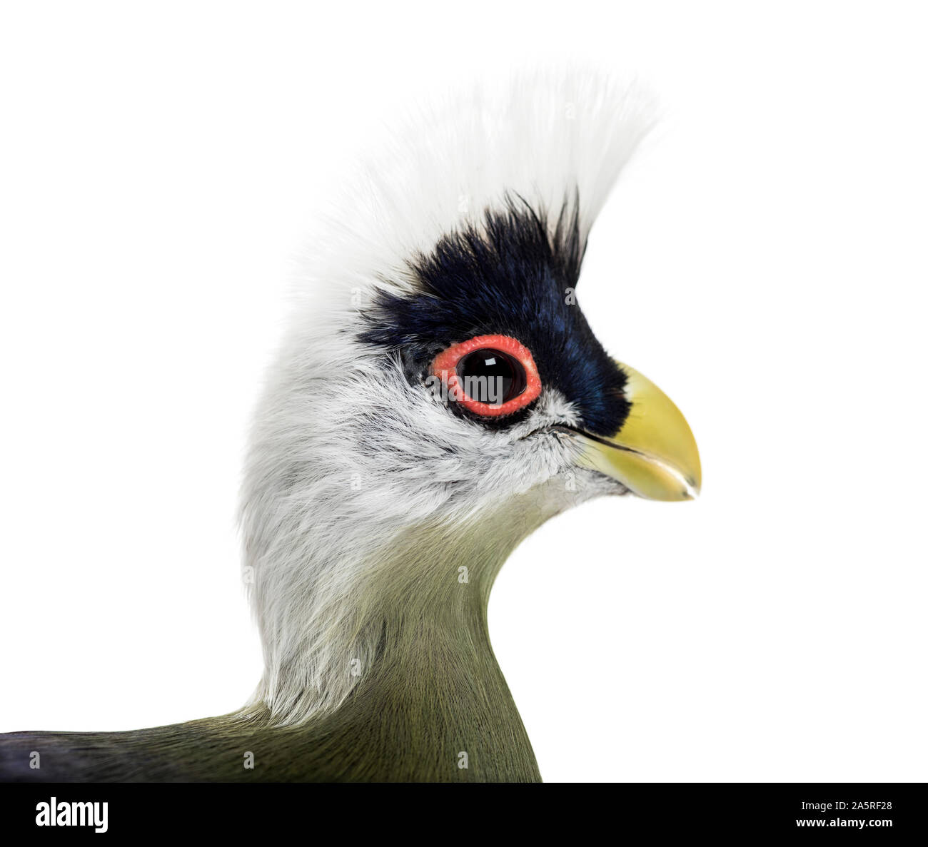 wildbird turaco
