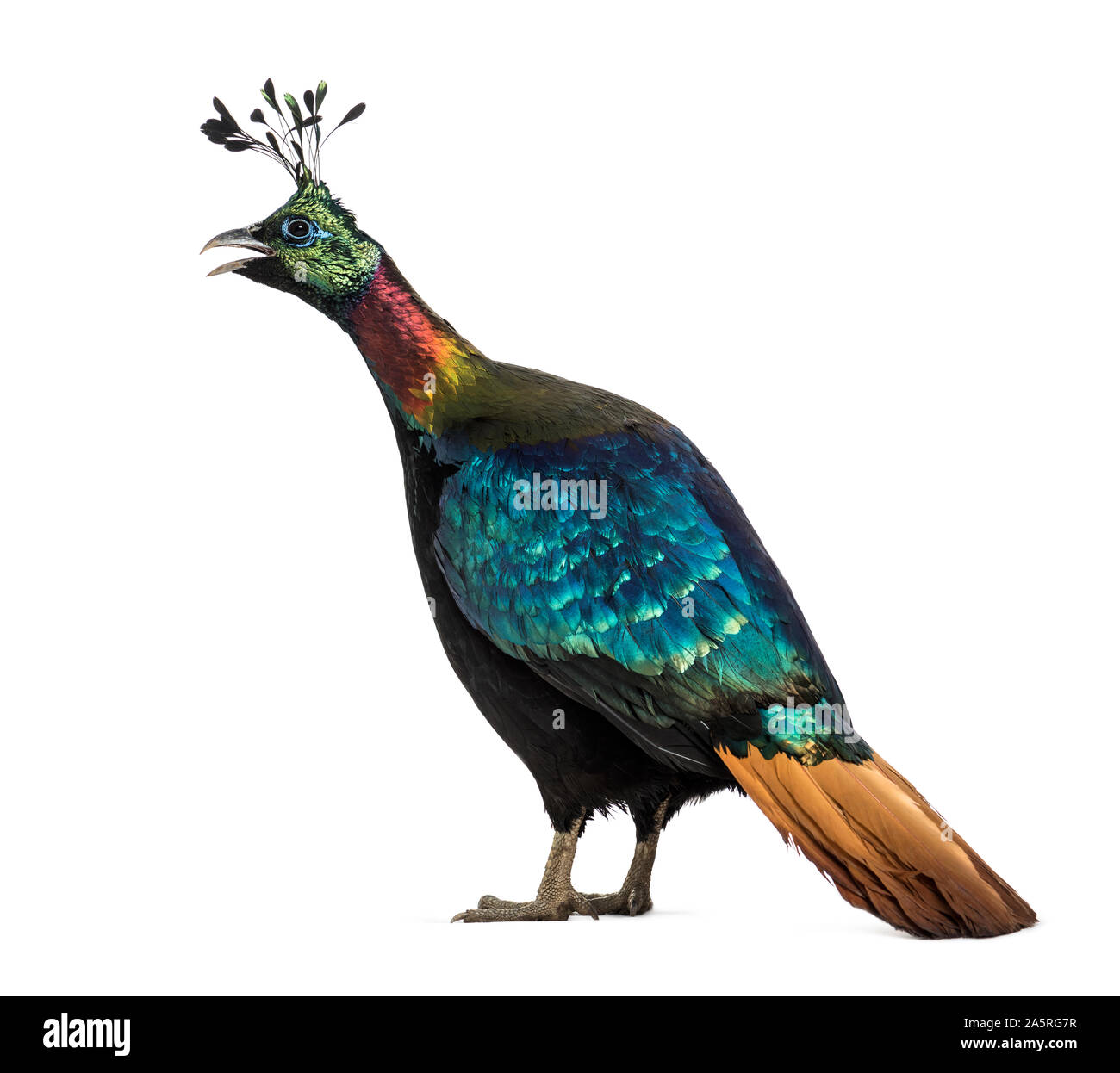 Himalayan monal, Lophophorus impejanus, also known as the Impeyan monal and Impeyan pheasant standing against white background Stock Photo