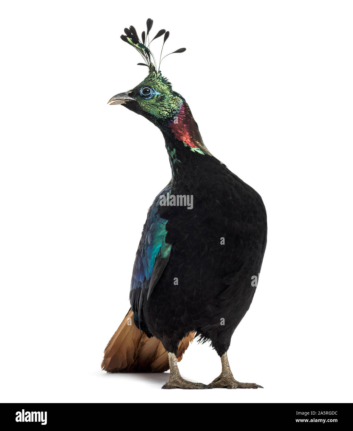 Himalayan monal, Lophophorus impejanus, also known as the Impeyan monal and Impeyan pheasant standing against white background Stock Photo