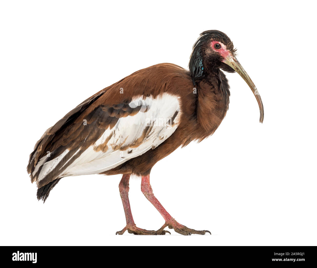Madagascan ibis, Lophotibis cristata, also known as the Madagascar crested ibis, white-winged ibis or crested wood ibis standing against white backgro Stock Photo