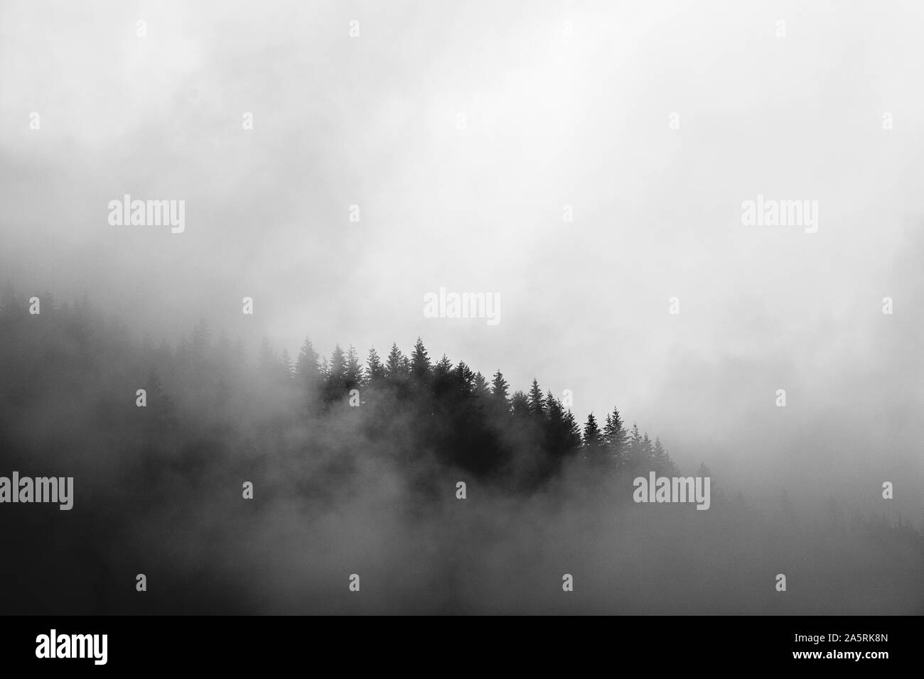 mist swirls around a mountain covered in pine trees in washington Stock Photo