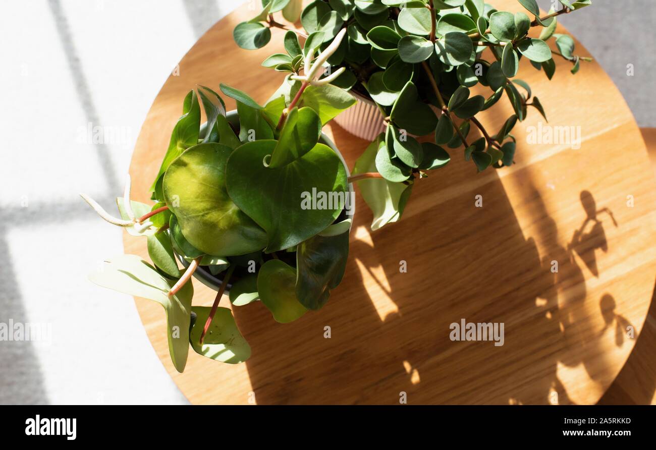 beautiful house plants on a table indoors in window light Stock Photo