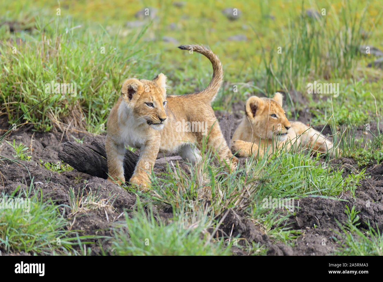 African lion, Panthera Leo, two cubs, Masai Mara National Reserve ...