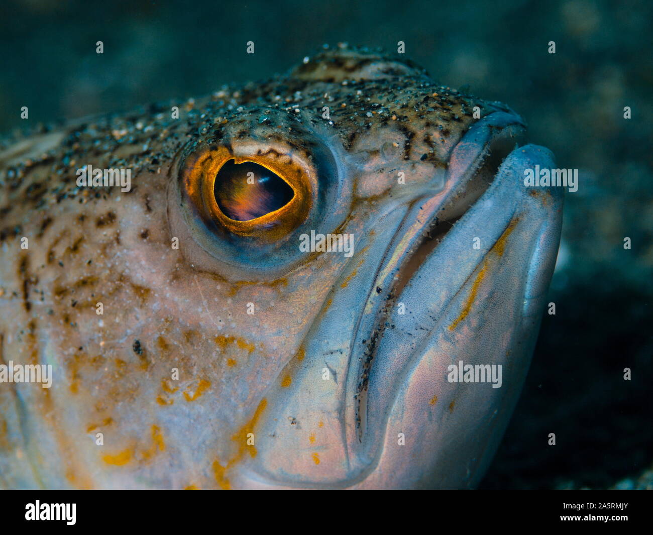 Close-up of a greater weever fish (Trachinus draco). It usually lives on sandy, muddy or gravelly bottoms, from a few meters to about 150 m. Rest on t Stock Photo