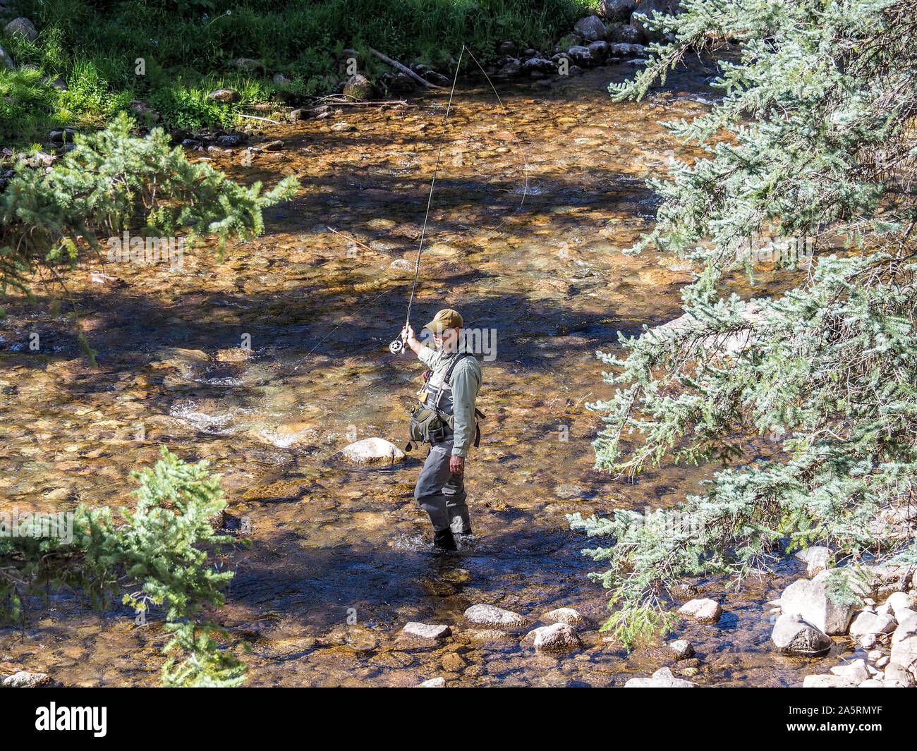 Fisherman in waders fly fishing for trout in mountain stream Stock