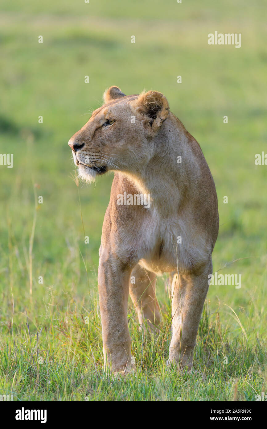 African lion, Panthera Leo, female, Masai Mara National Reserve, Kenya ...