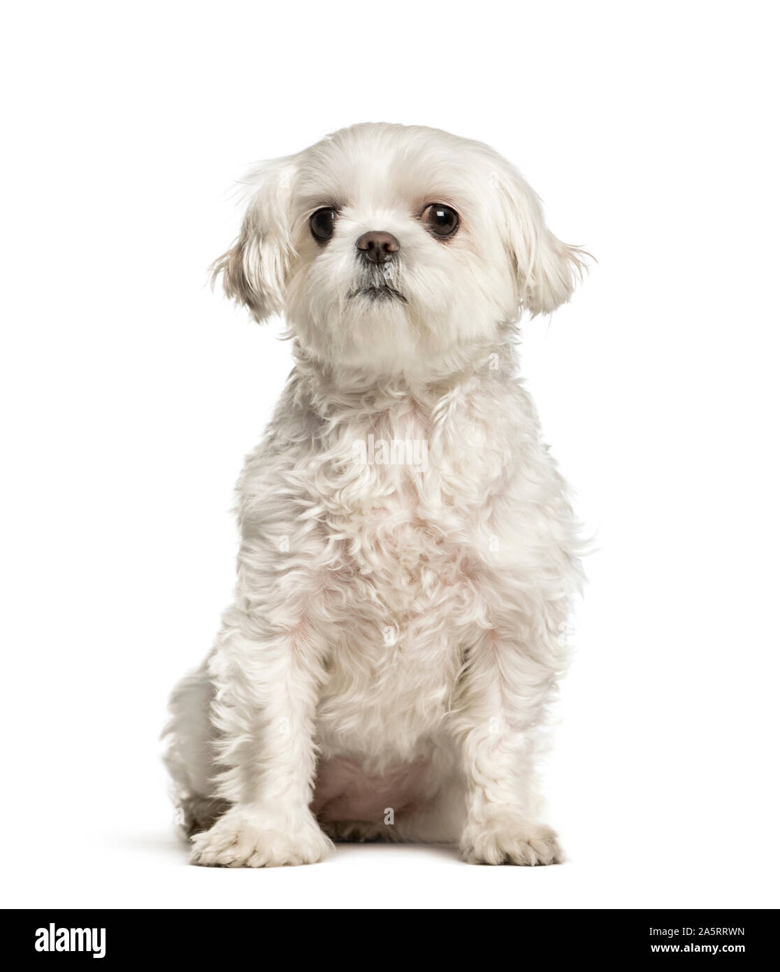 maltese-dog-sitting-against-white-background-stock-photo-alamy