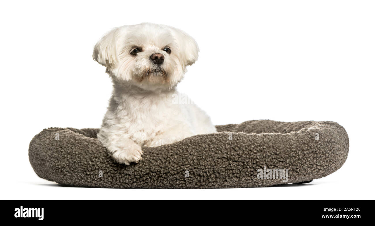 Maltese sitting in dog bed against white background Stock Photo Alamy