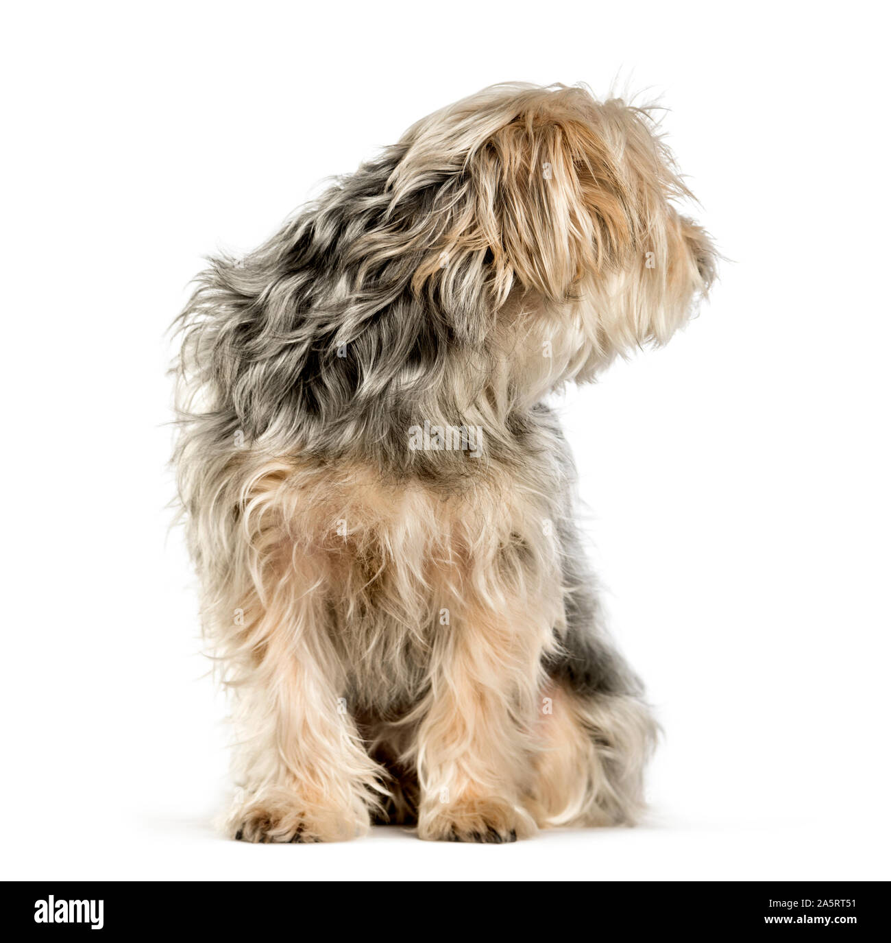 Mixed-breed dog sitting against white background Stock Photo - Alamy